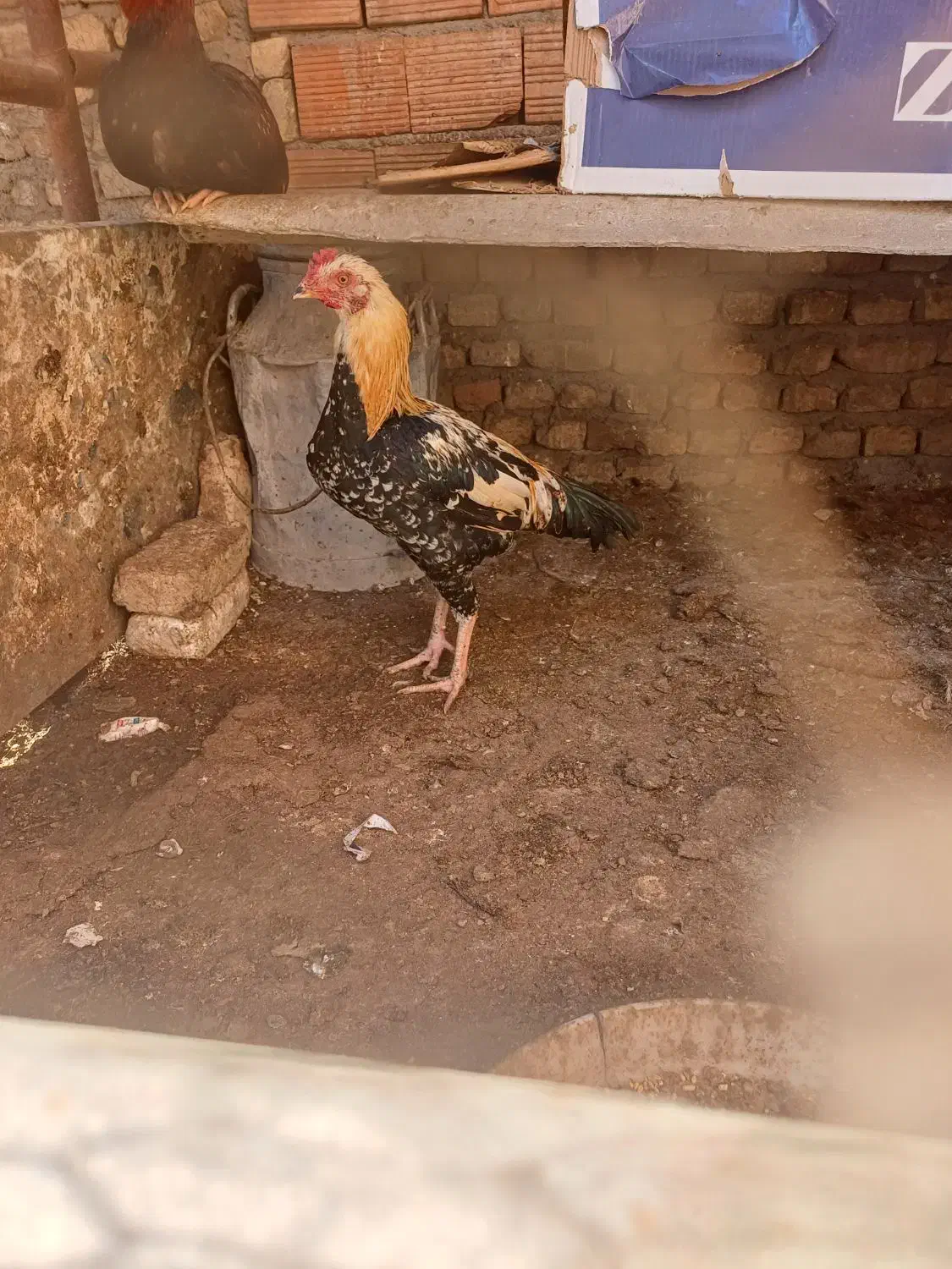 خروس دورگ|حیوانات مزرعه|سرخنکلاته, |دیوار