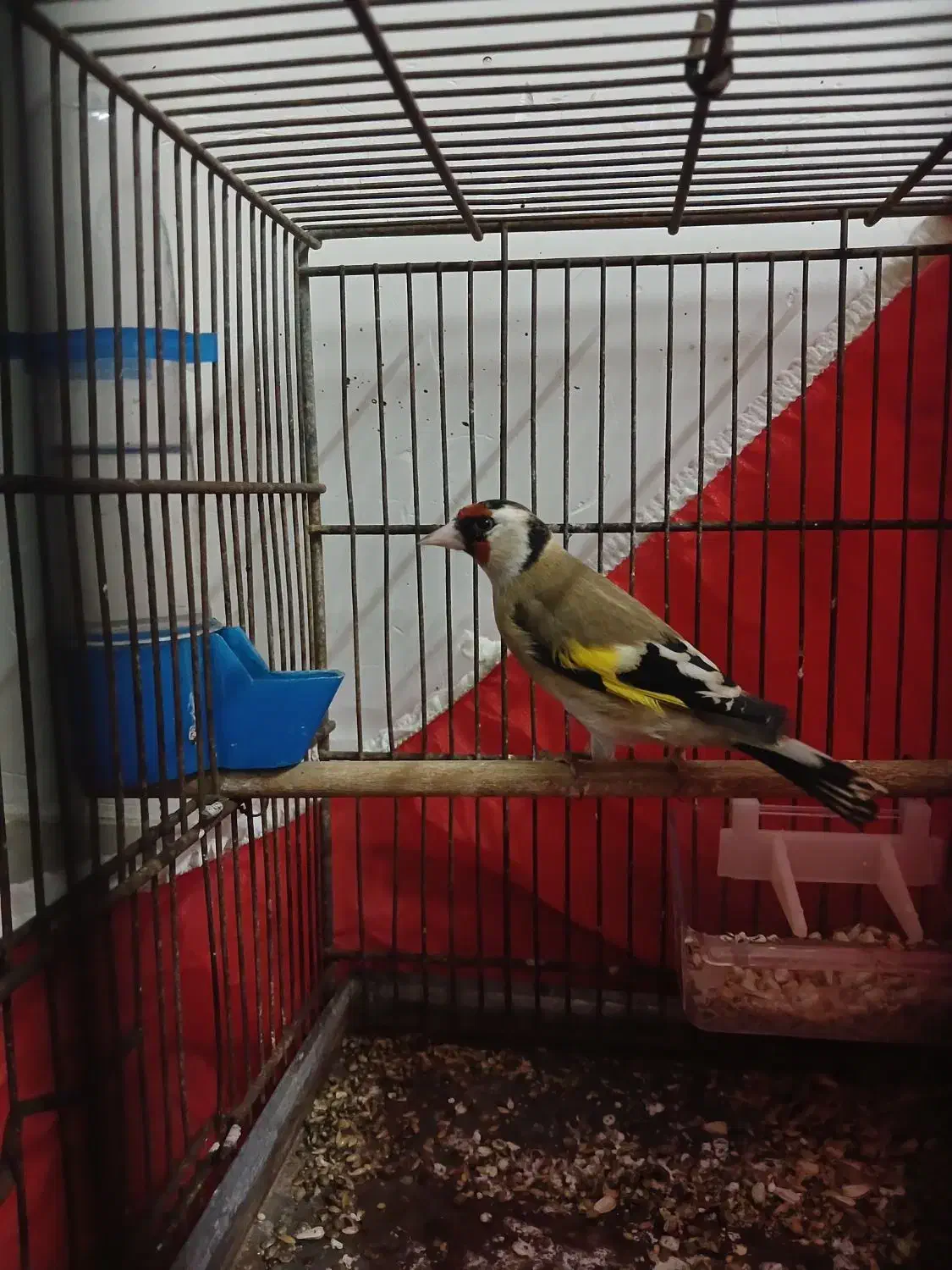 قناری و سهره|پرنده|رشت, پل تالشان|دیوار