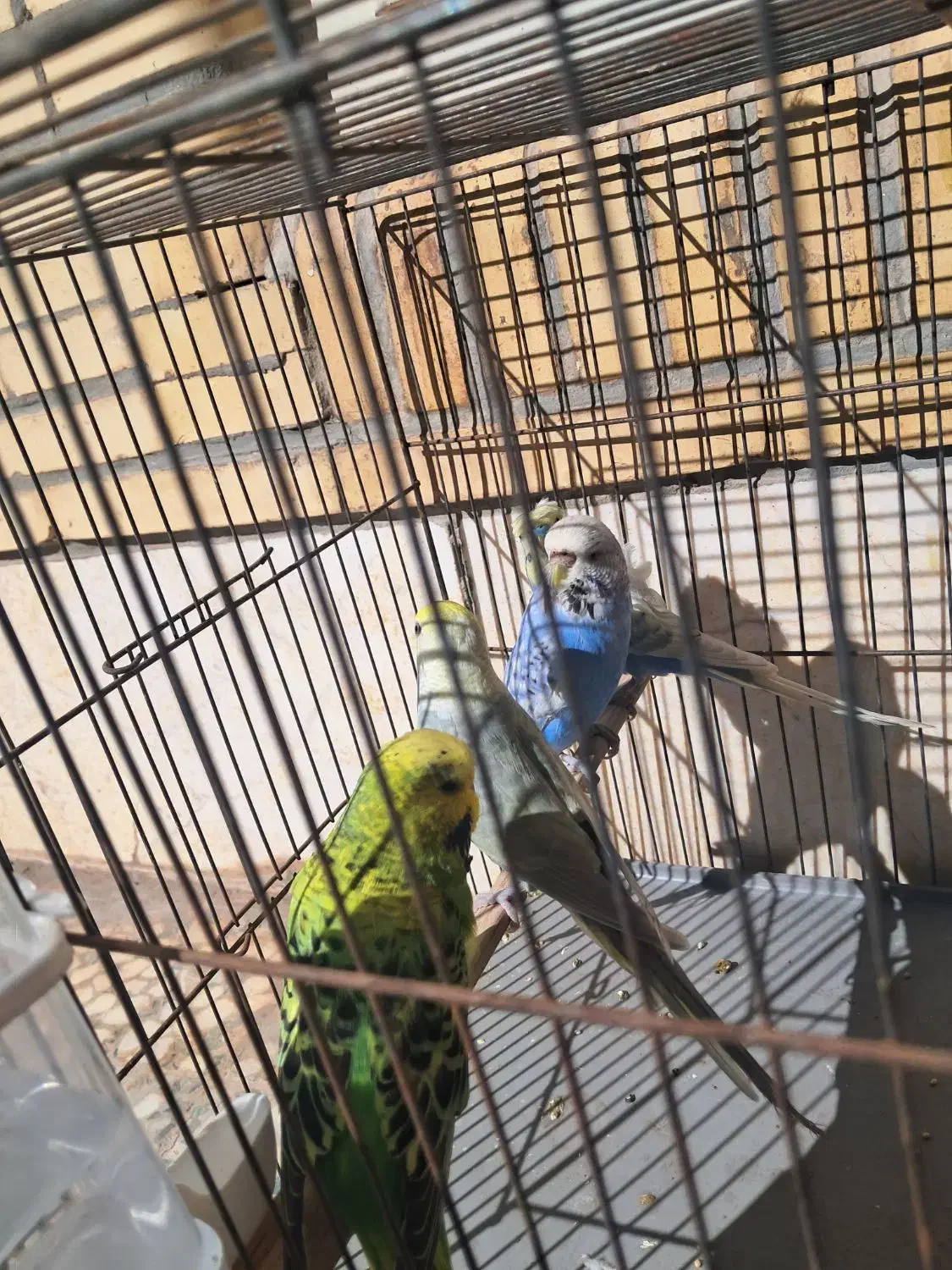 مرغ عشق انگلیسی،رینبو|پرنده|سیرجان, |دیوار