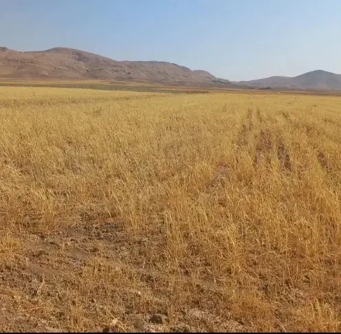 فروش کاه دیم تحویل در انبار|حیوانات مزرعه|قره چای, |دیوار