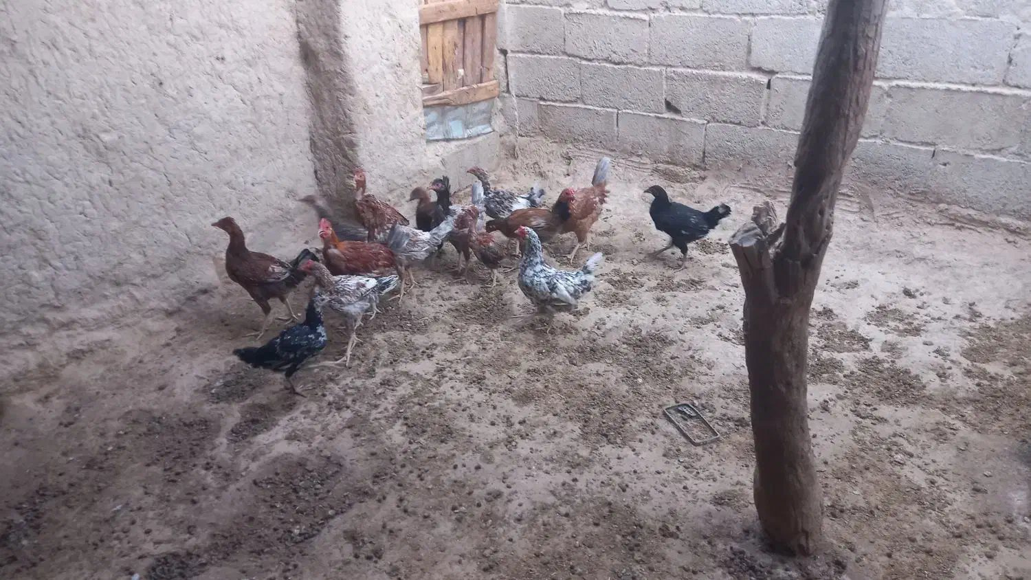 جوجه محلی چاق|حیوانات مزرعه|قرقری, |دیوار