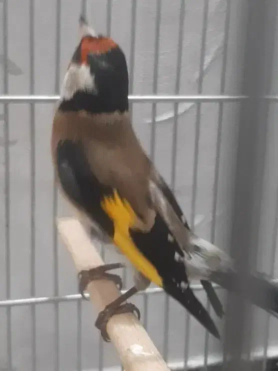 سهره خوش آواز|پرنده|تهران, صد دستگاه|دیوار