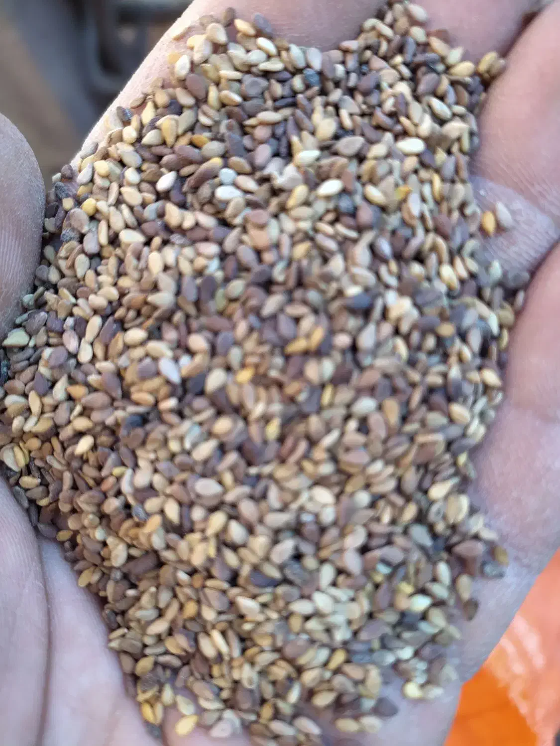 فروش کنجد|خوردنی و آشامیدنی|پیر بکران, |دیوار