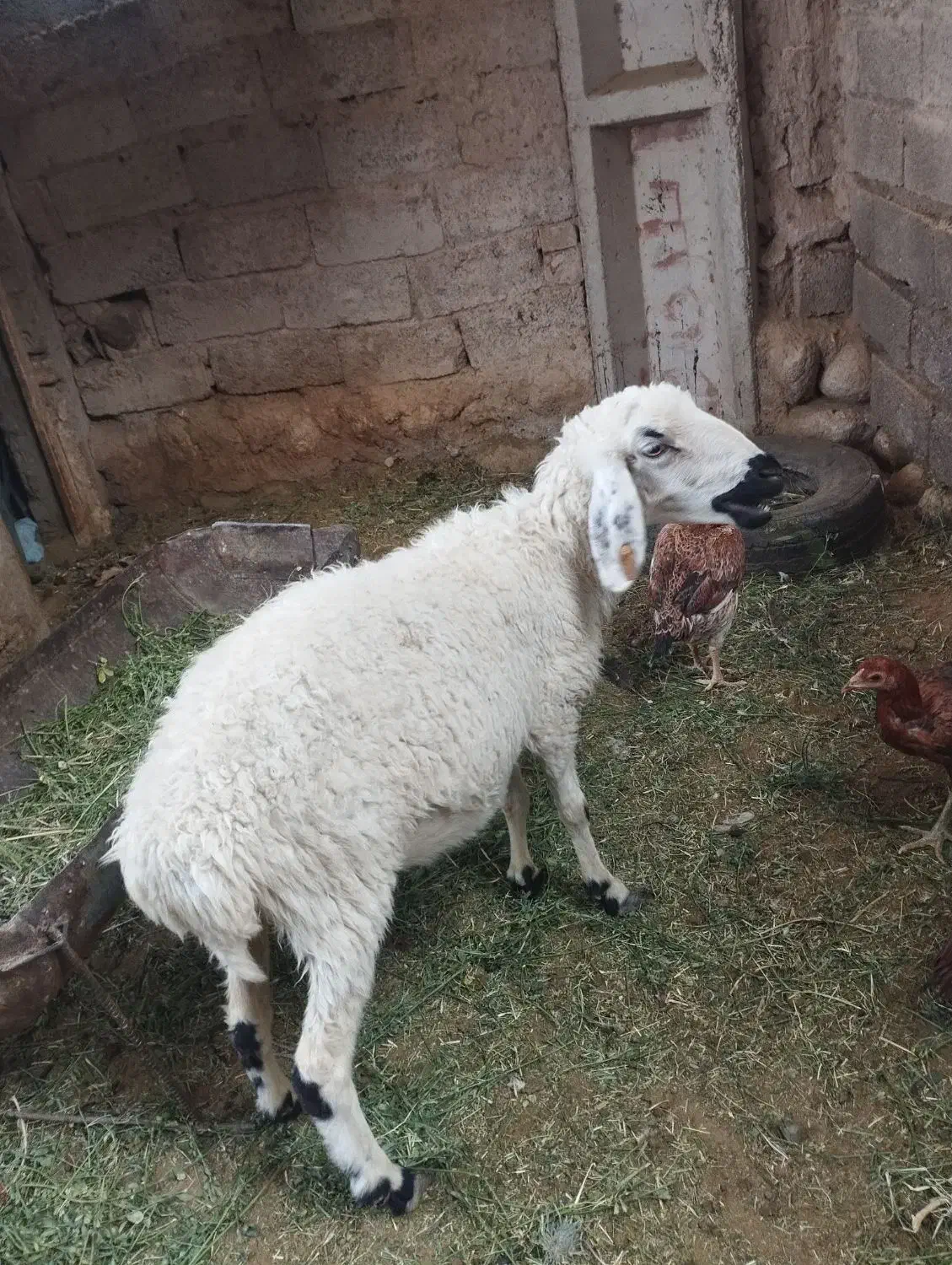 سلام دوستان گوسفند دوماه ابسته قیمت 11میلیون|حیوانات مزرعه|میرجاوه, |دیوار