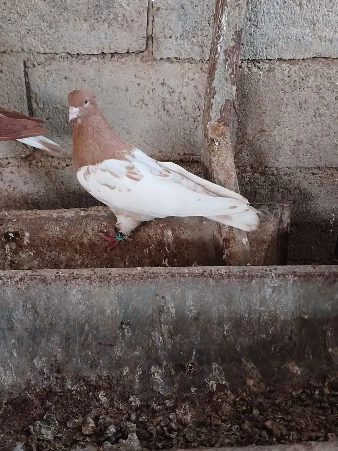 رنگی دوتا نر|پرنده|شوشتر, |دیوار