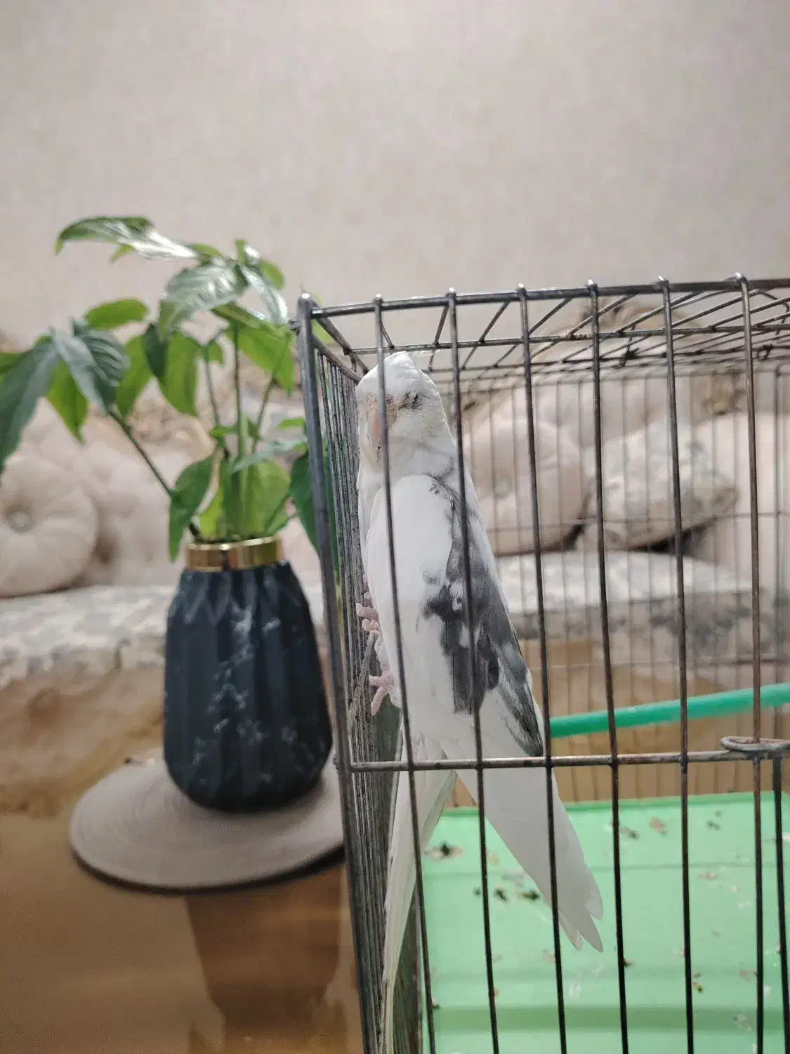 عروس هلندی وایت فیس قیمت مناسب|پرنده|برخوار, |دیوار