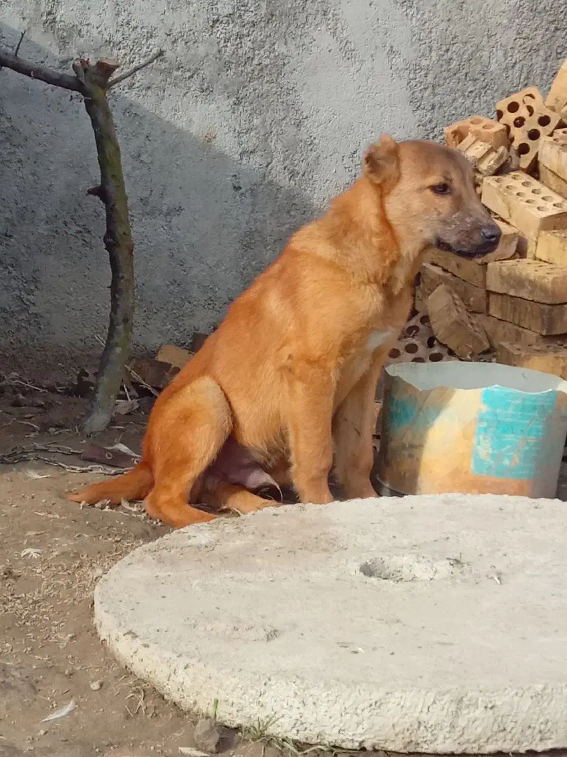 سگ نر|سگ|گرگان, |دیوار