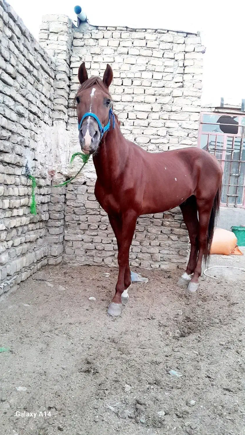 اسب نر 6سال|اسب و تجهیزات اسبسواری|نیشابور, دربقاضی|دیوار