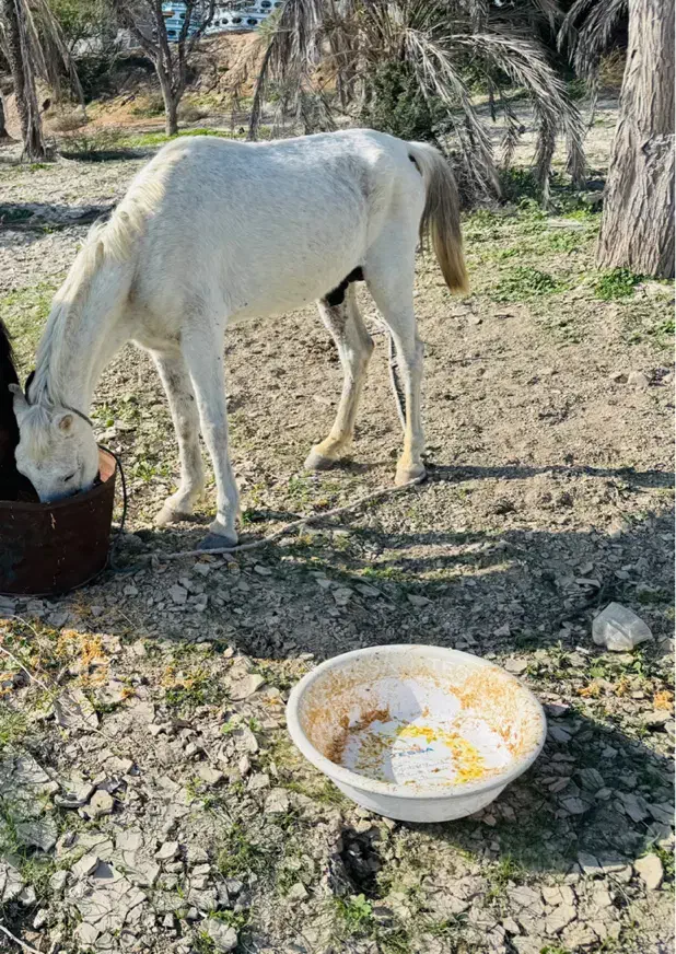 اسب|اسب و تجهیزات اسب‌سواری|قشم, |دیوار