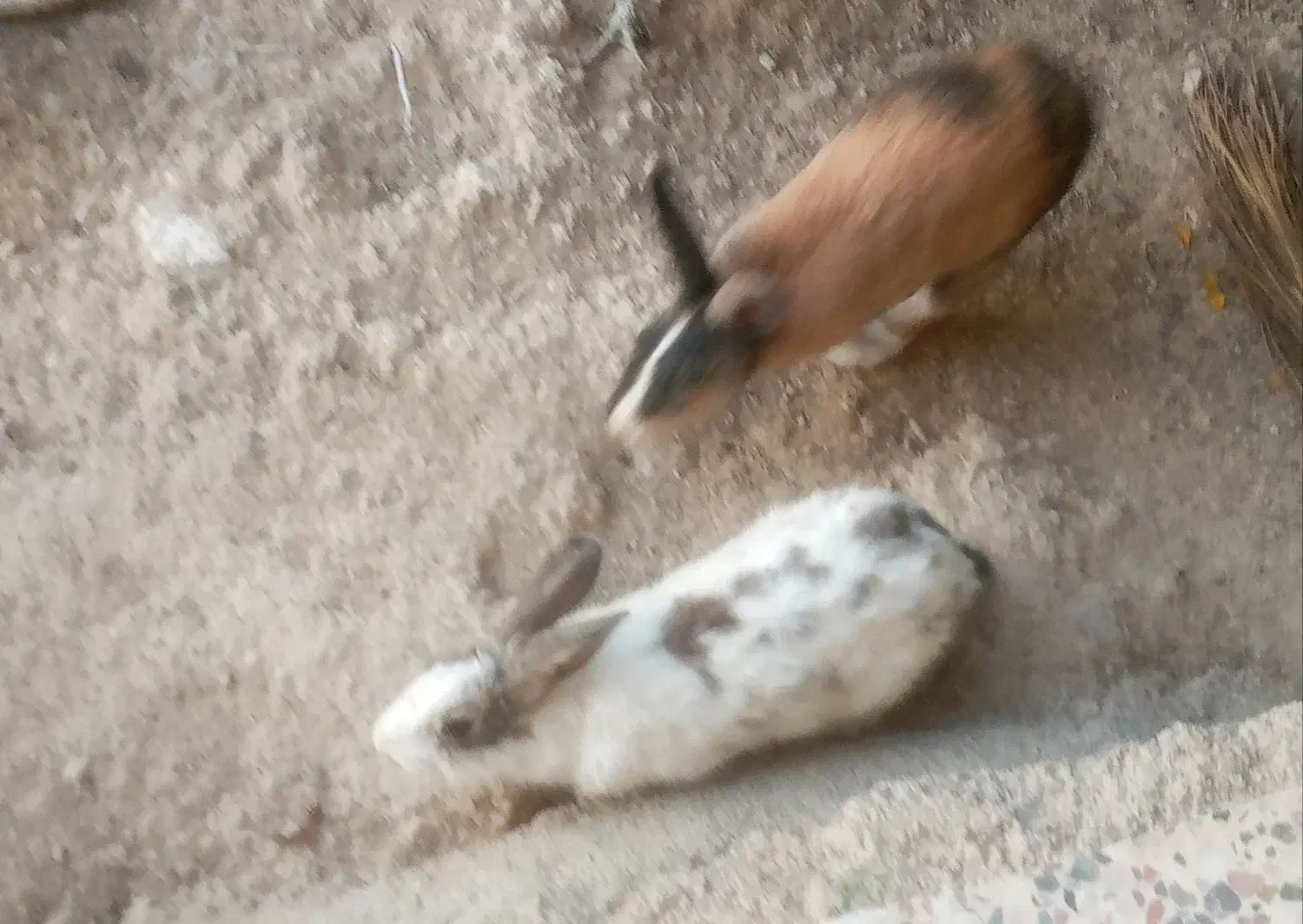 ۴ عدد خرگوش جهت  فروش|موش و خرگوش|دهدشت, |دیوار