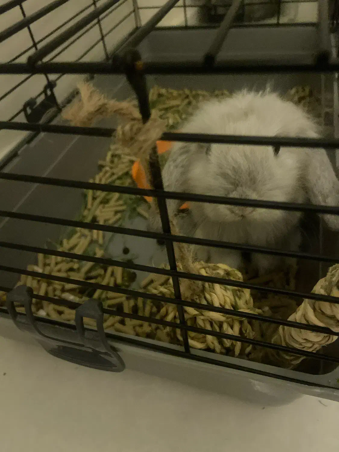 واگذاری خرگوش شیطون همراه با وسایل|موش و خرگوش|بندر انزلی, جهانگانی|دیوار