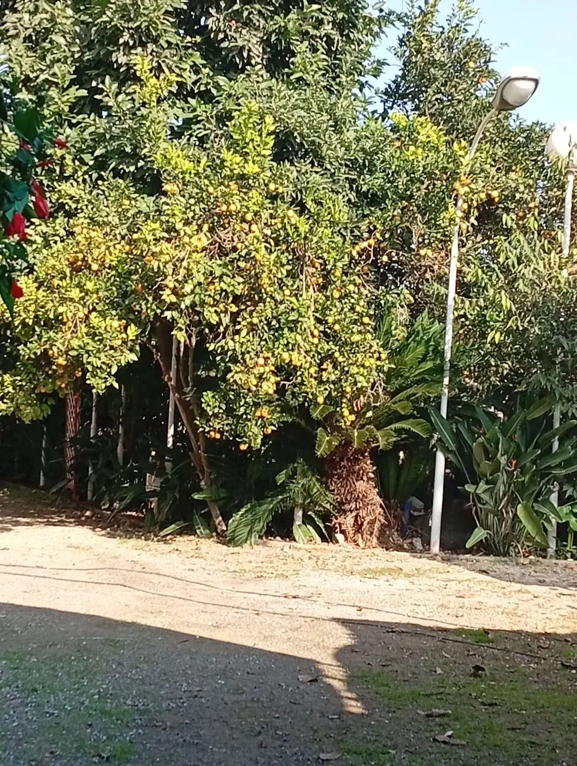 فروش میوه مستقیم از باغ|عمدهفروشی|محمودآباد, |دیوار