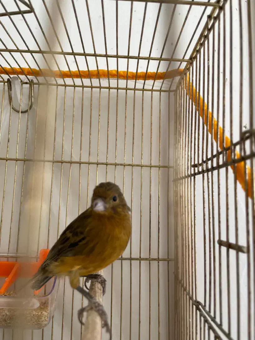 قناری|پرنده|کرمان, |دیوار