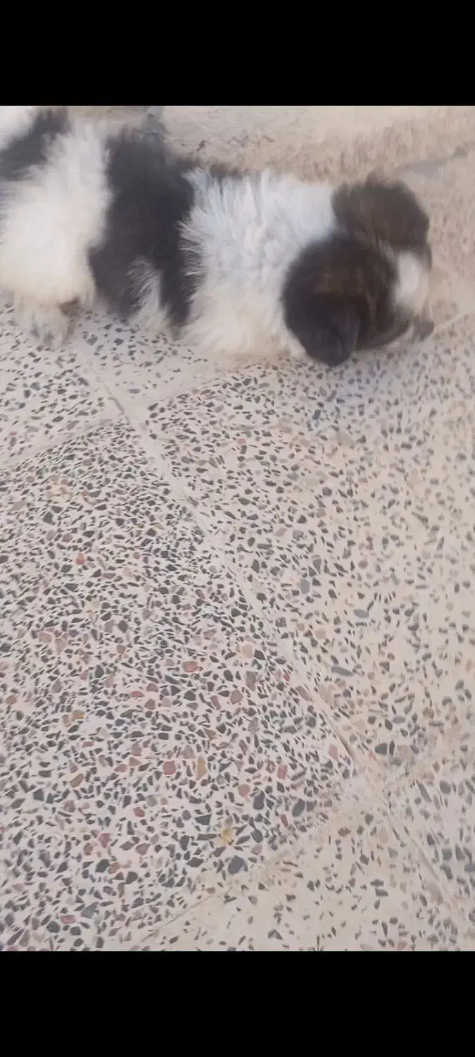 سگ شیتزو تریر|سگ|بروجرد, |دیوار