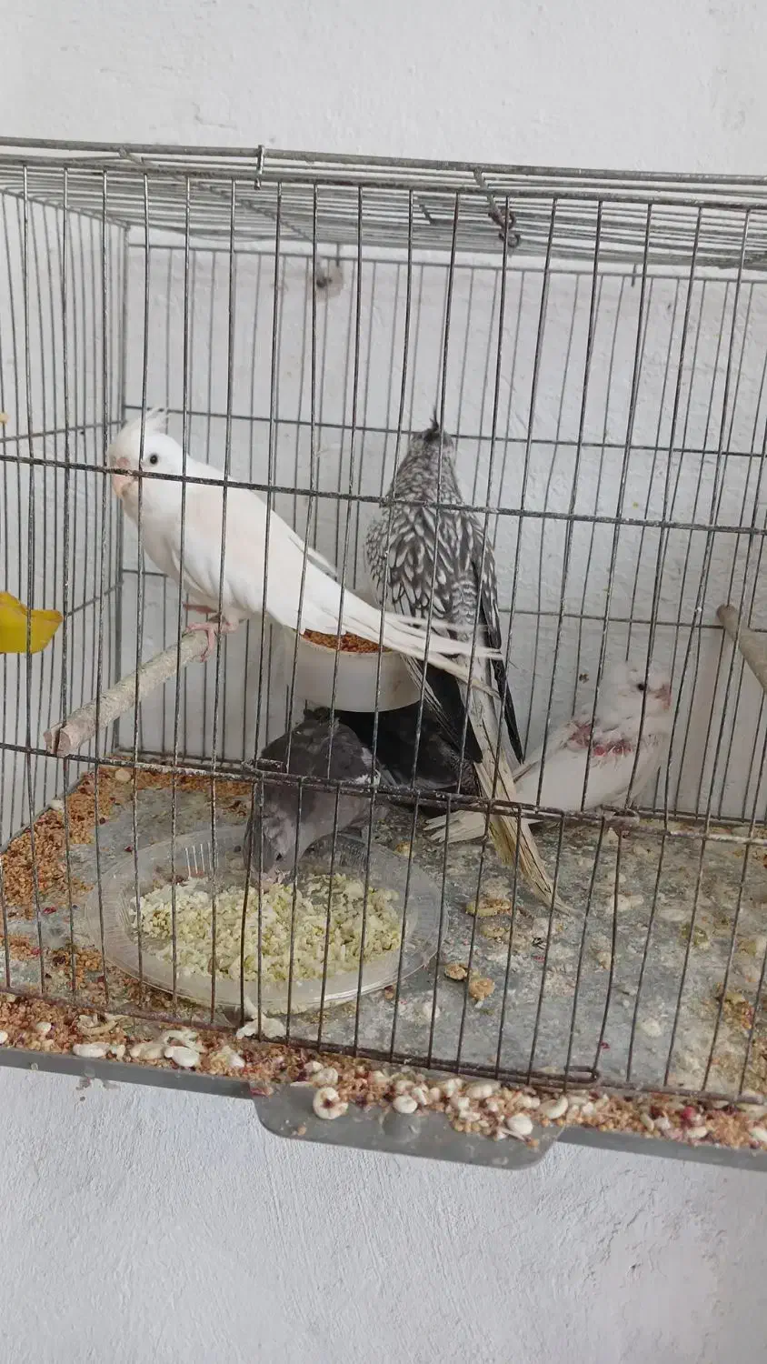 عروس هلندی مختلف|پرنده|فومن, |دیوار