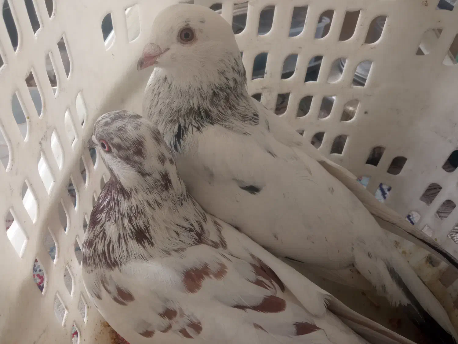 کبوتر|پرنده|شاهرود, |دیوار