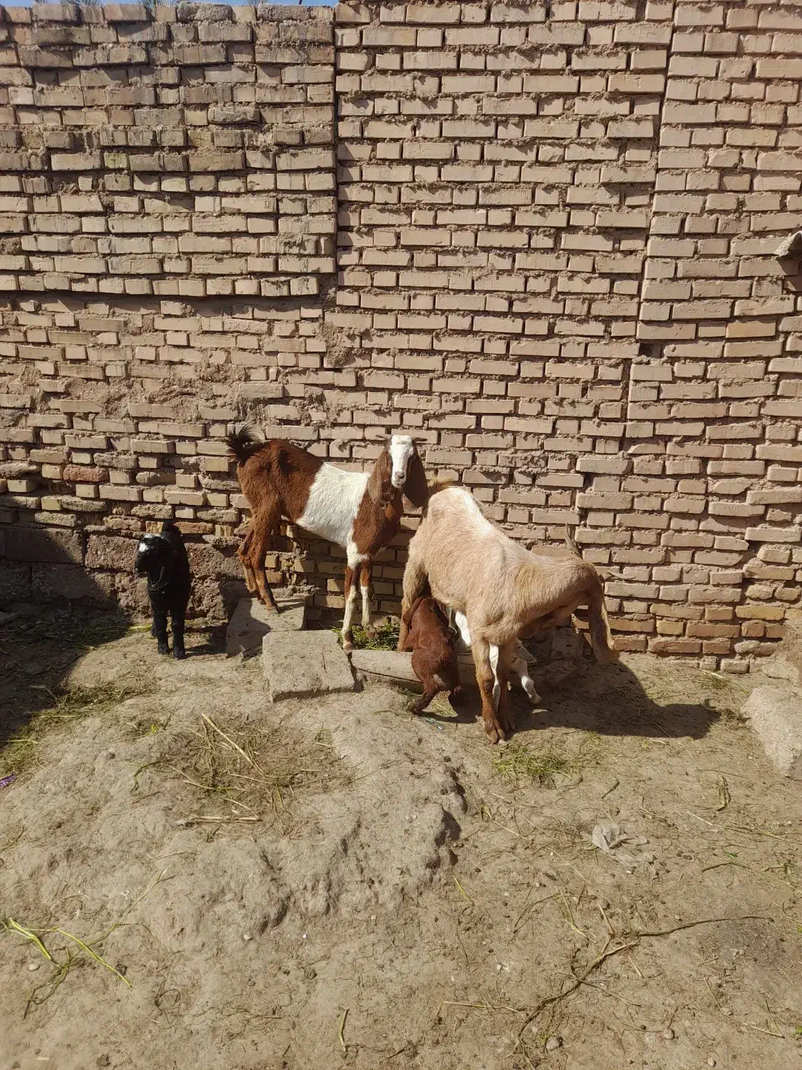 بز بیگ|حیوانات مزرعه|دزفول, |دیوار