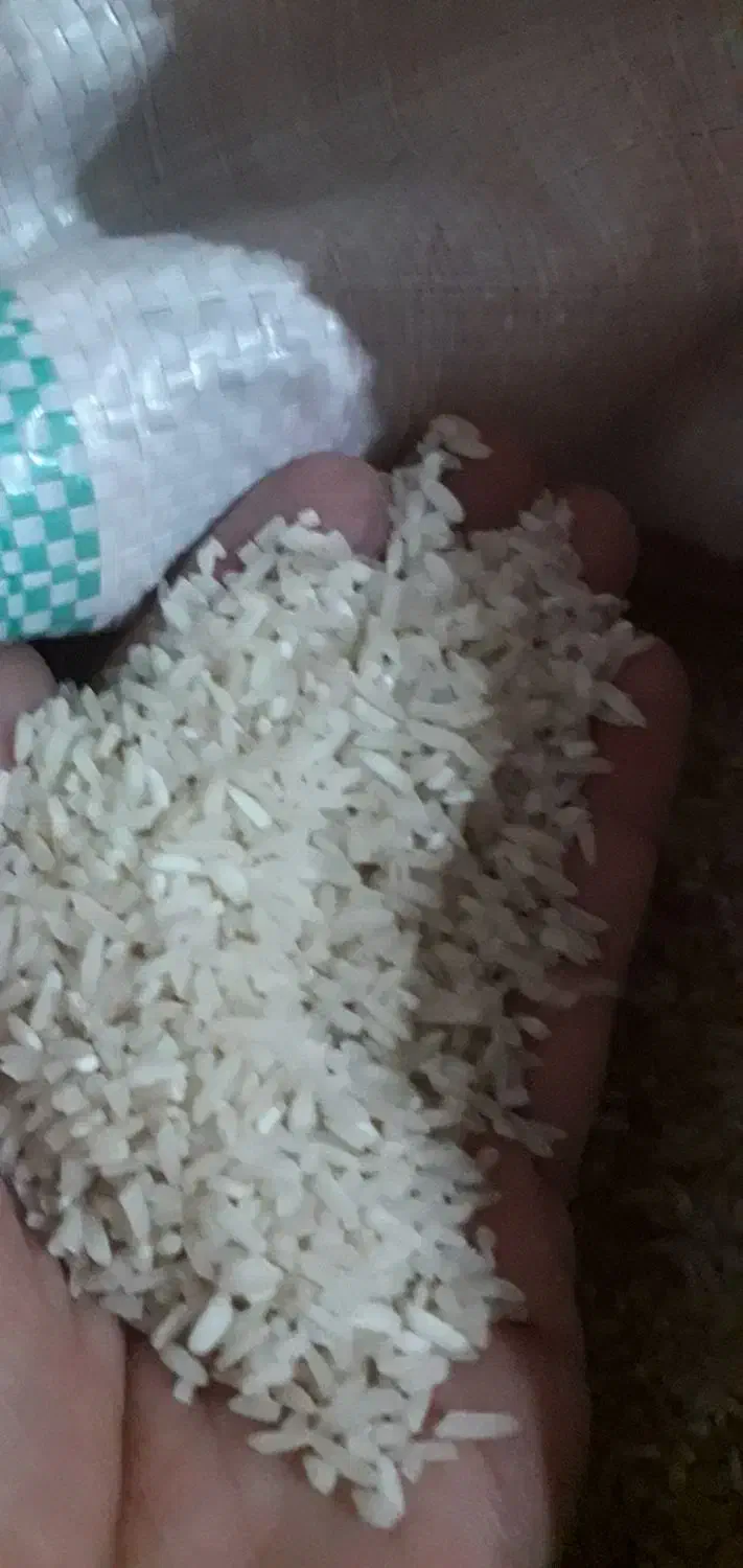 طارم هاشمی لاشه کشت دوم|حراج|قائمشهر, |دیوار