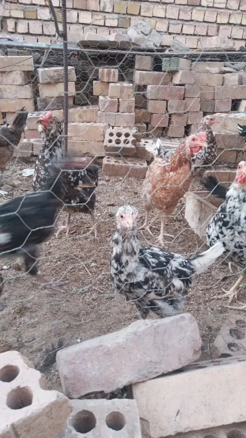تعدادی مرغ تخمی|حیوانات مزرعه|یزدان شهر, |دیوار