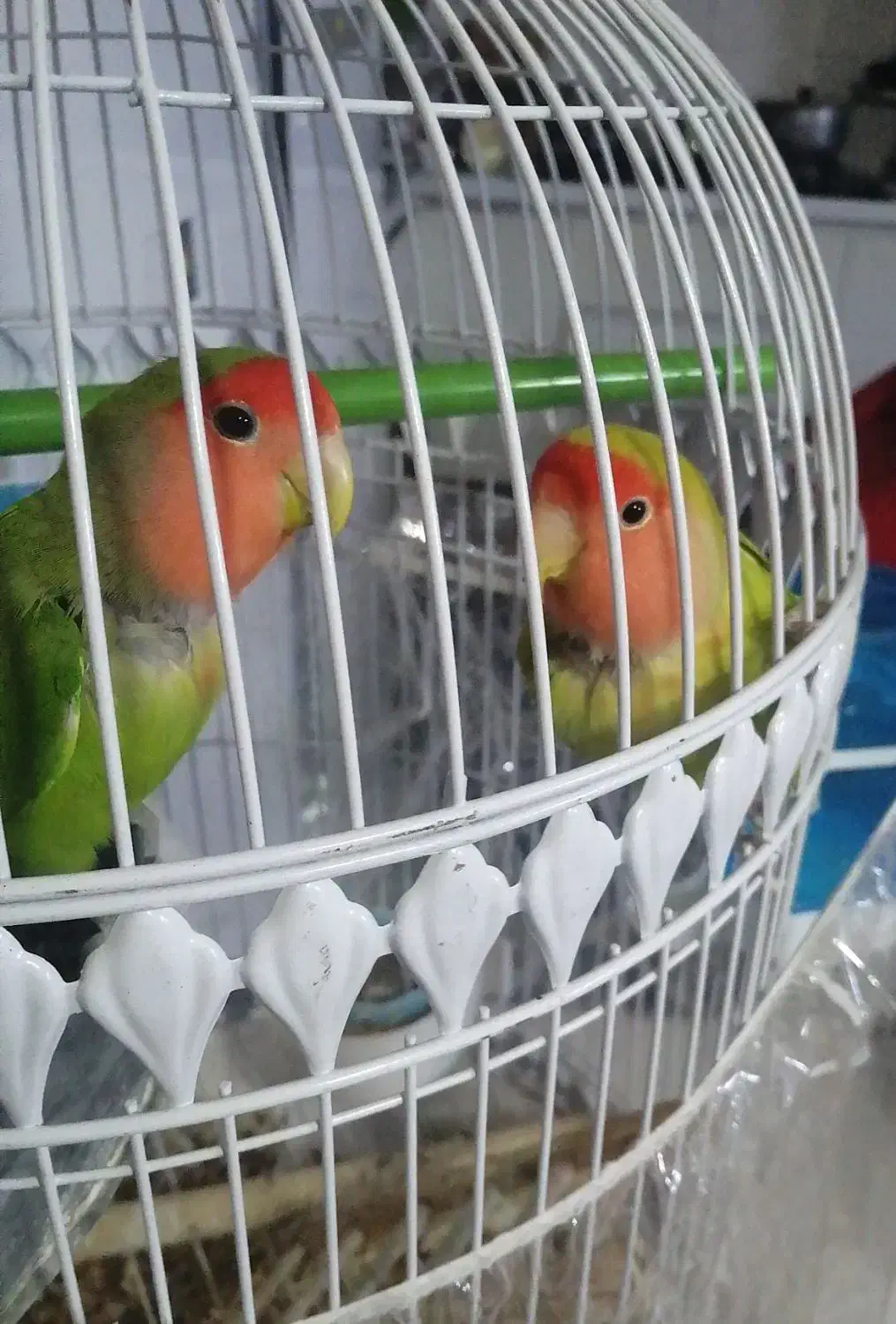 جفت طوطی برزیلی|پرنده|صدرا-فارس, فاز ۱|دیوار