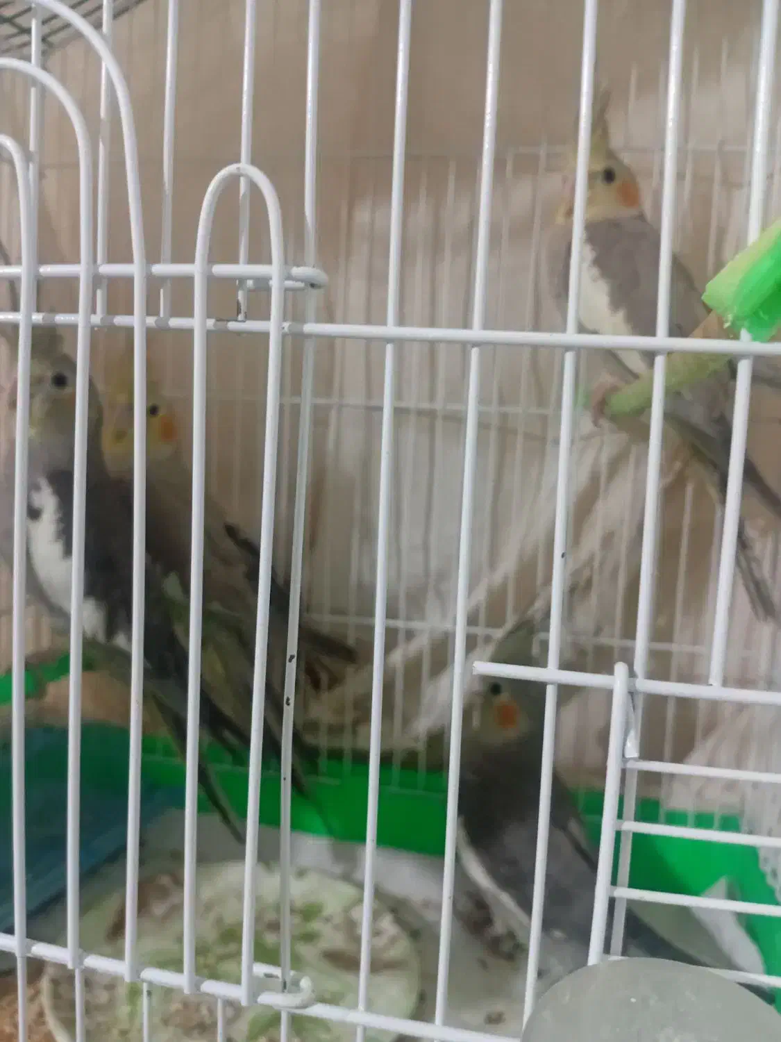 عروس هلندی سیامون واهویی|پرنده|تربت‌حیدریه, داروپخش|دیوار