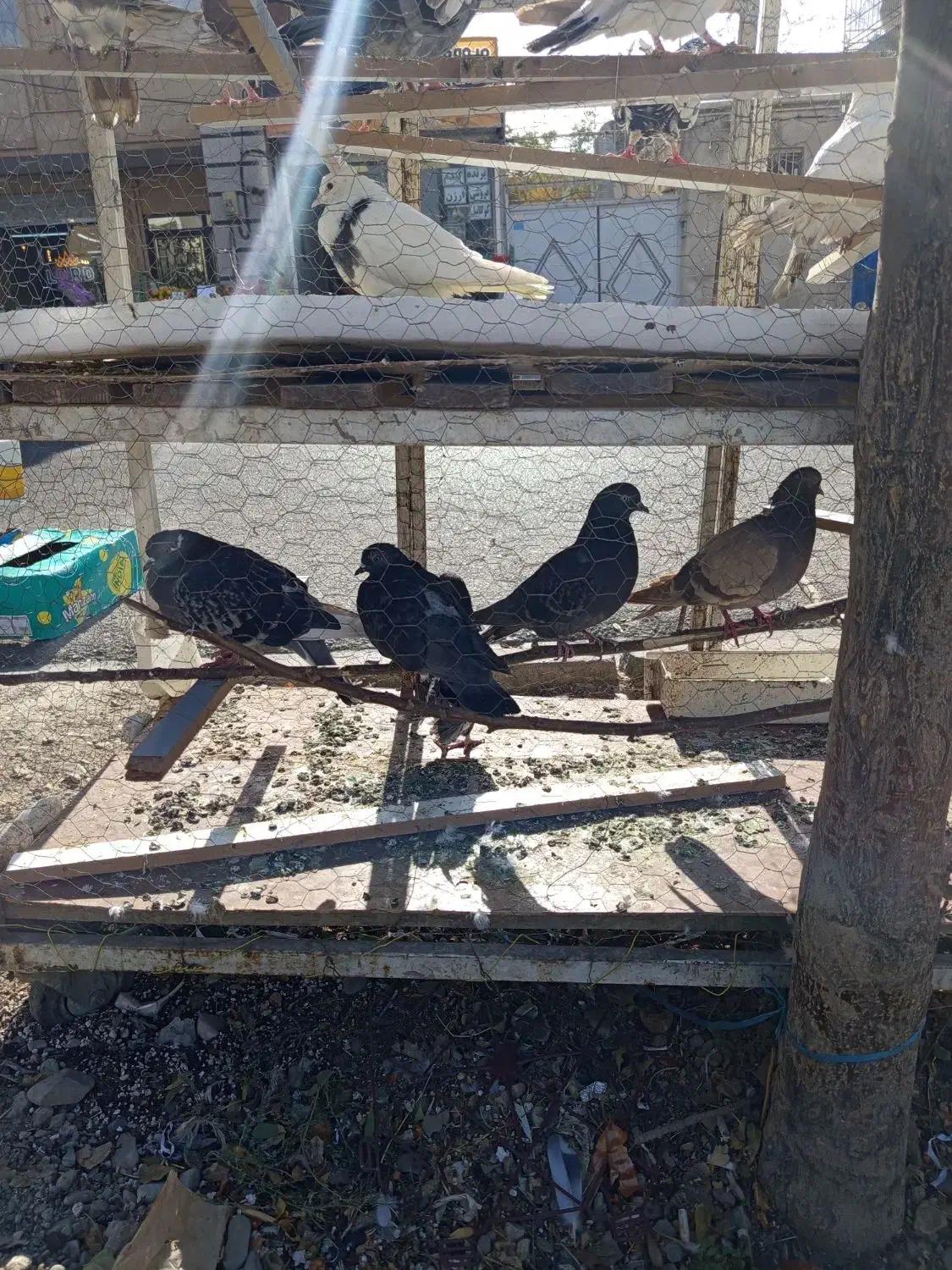 کبوتر همه رقم حراجی جمعه|پرنده|فردیس, شهرک شهید حسینی|دیوار