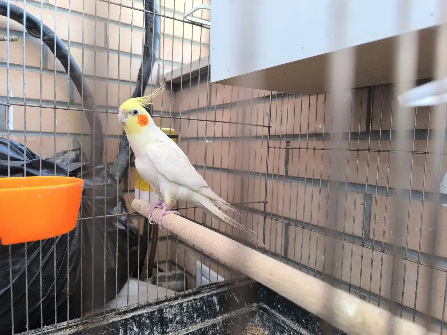 عروس هلندی نر وسه عدد جوجه|پرنده|شاهین‌شهر, خبرنگار|دیوار