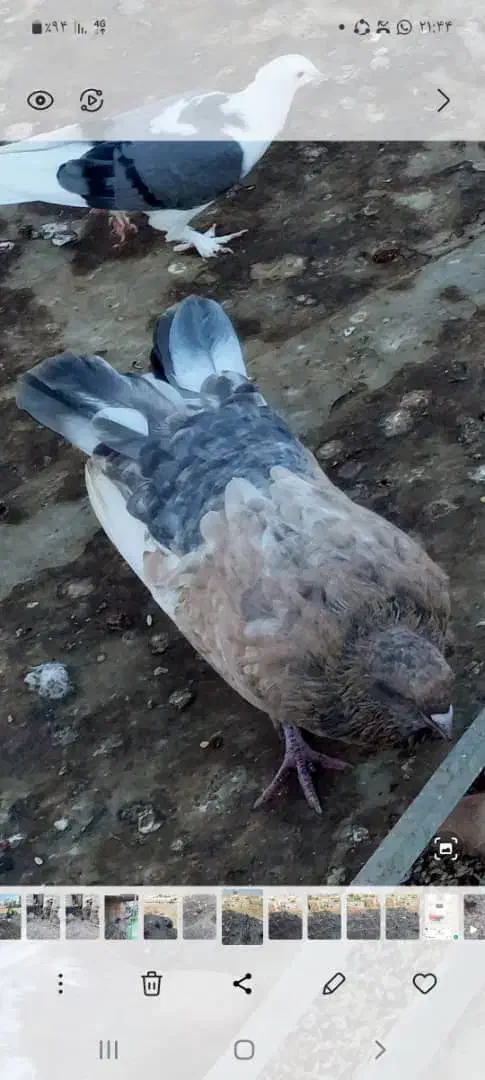 کبوتر کله ای|پرنده|شبانکاره, |دیوار