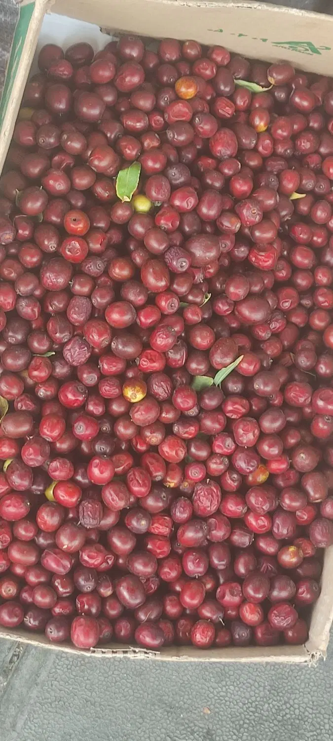 عناب|خوردنی و آشامیدنی|بیرجند, |دیوار