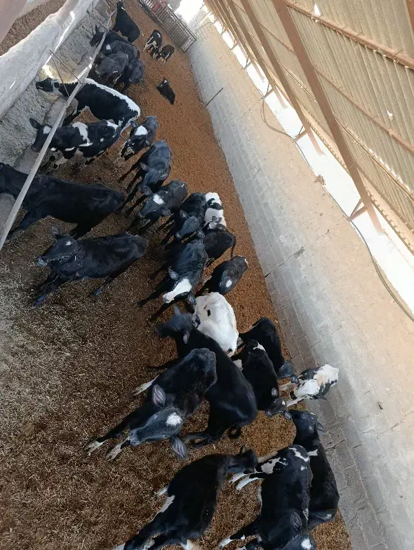 ۳۰ راس گوساله دورگ|حیوانات مزرعه|قم, چهار مردان|دیوار