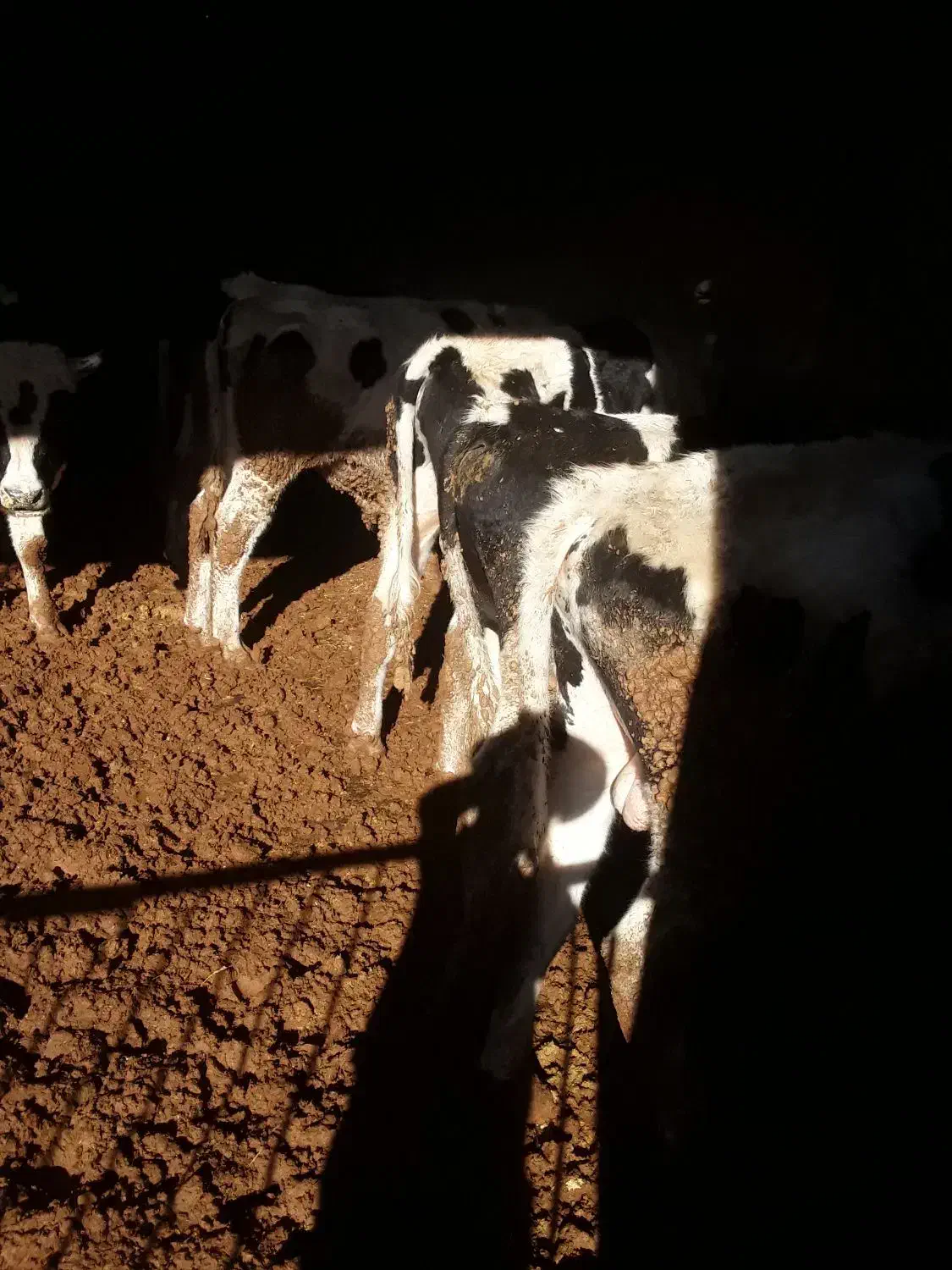 ۱۲ راس گوساله هلشتاین درجه یک|حیوانات مزرعه|شازند, |دیوار