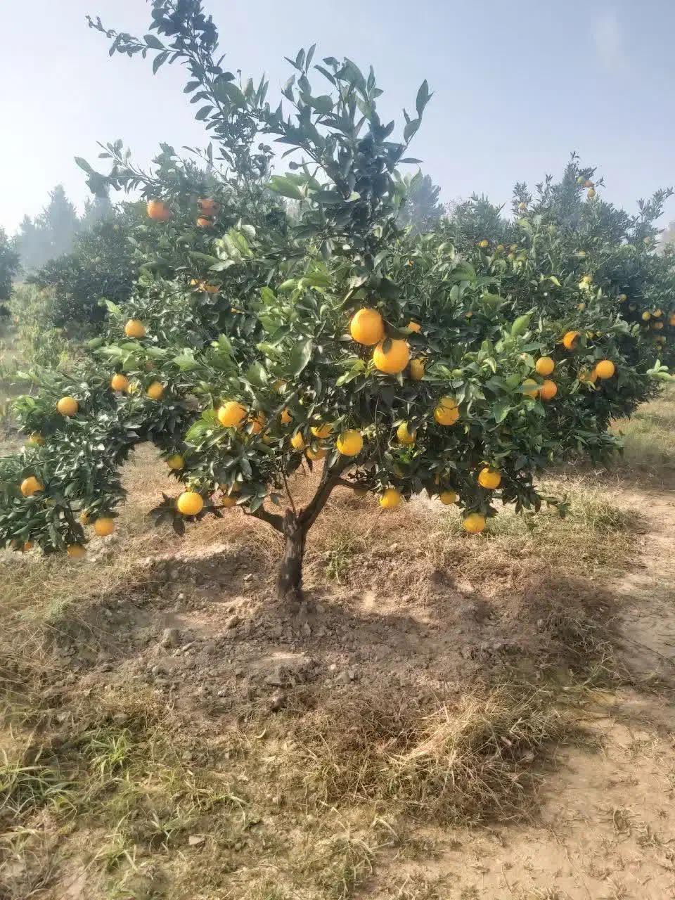 پرتقال تامسون|حراج|بندر گز, |دیوار