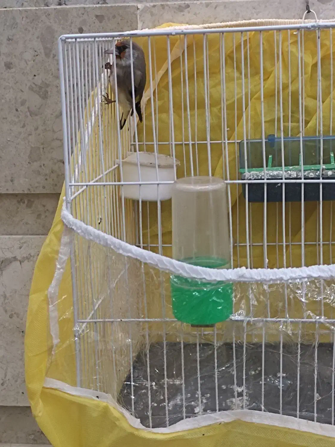 سهره|پرنده|مشهد, جاهد شهر|دیوار