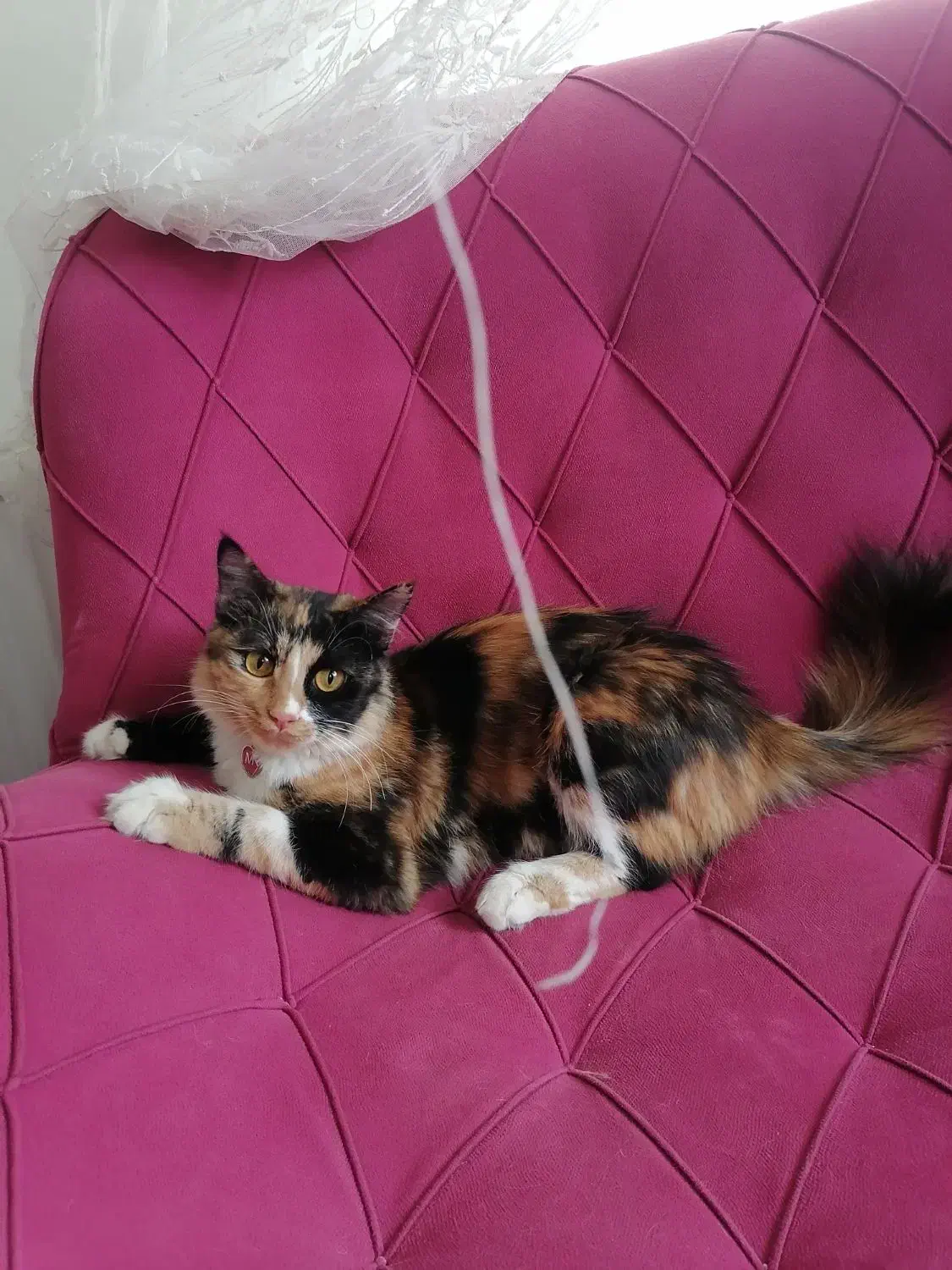 گربه کالیکو|گربه|ارومیه, |دیوار