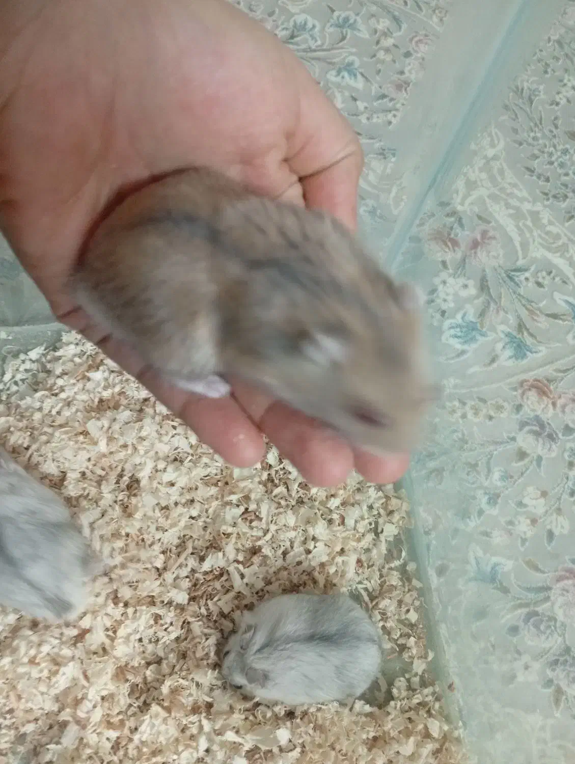 همستر|موش و خرگوش|تهران, فلاح|دیوار