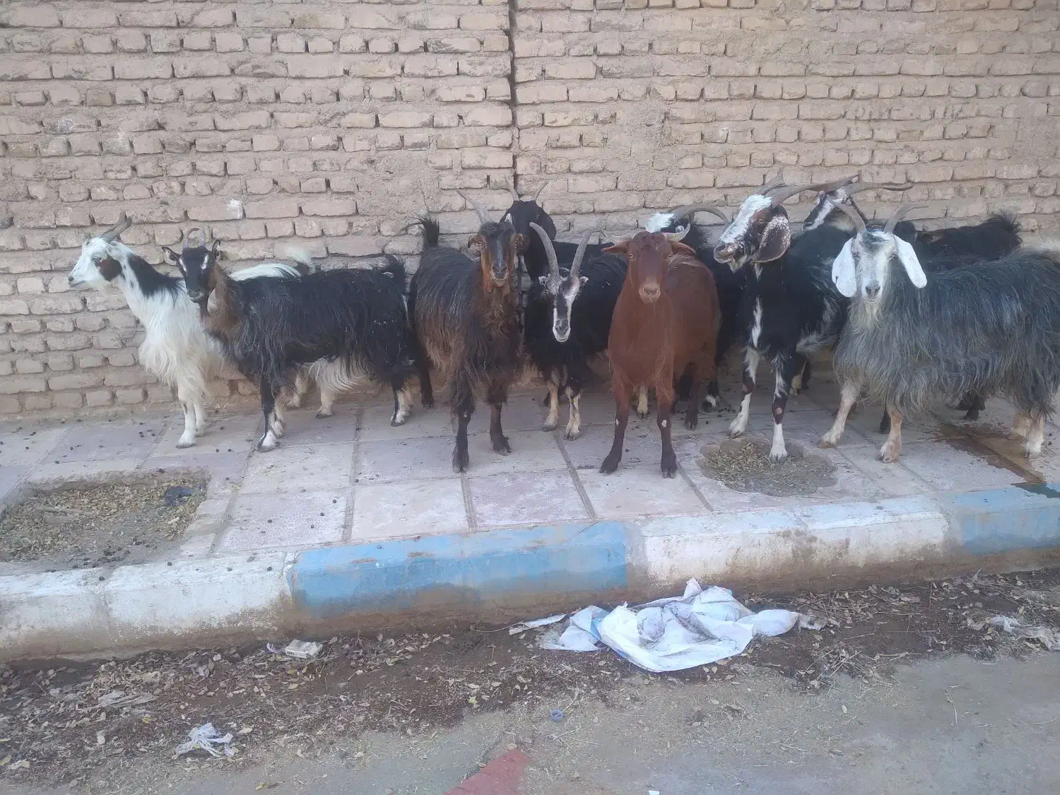 ۱۲ راس بز آبستن سنگین داشتی(میش بره)|حیوانات مزرعه|تهران, آبشار|دیوار