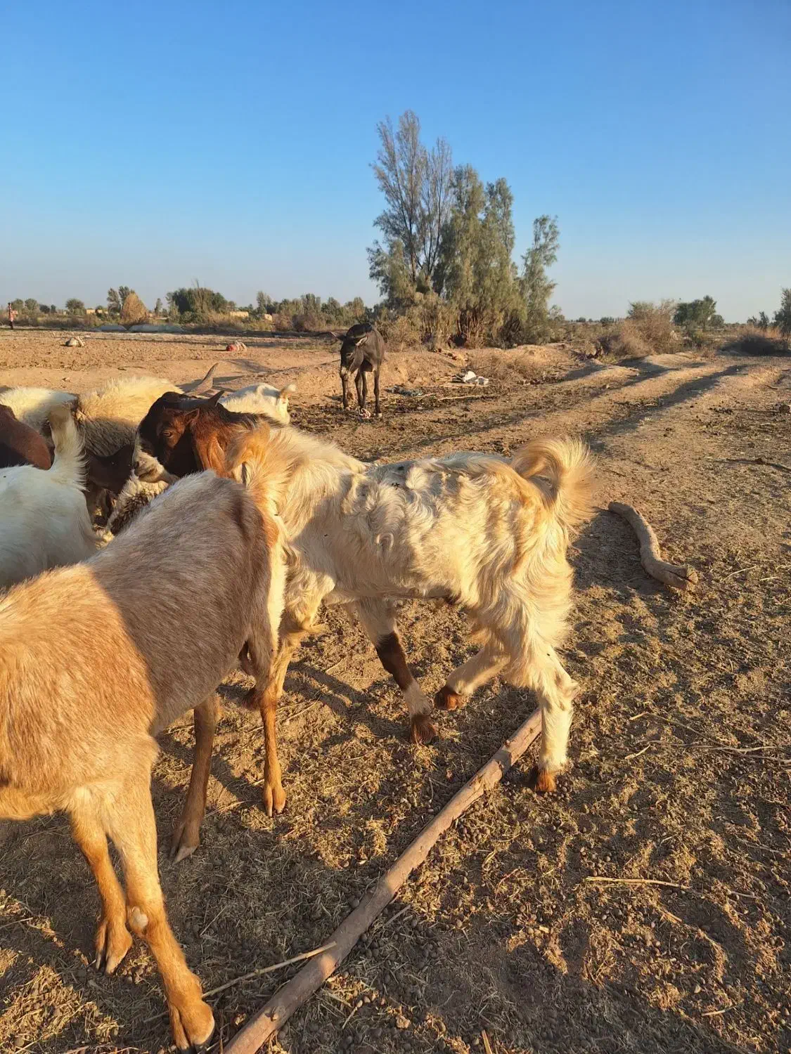 یک عددگیسه نری بفروش می رود|حیوانات مزرعه|رودبار (کرمان), |دیوار