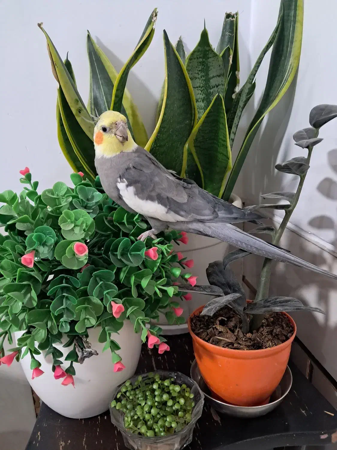 گمشده عروس هلندی|حیوانات|خمین, |دیوار