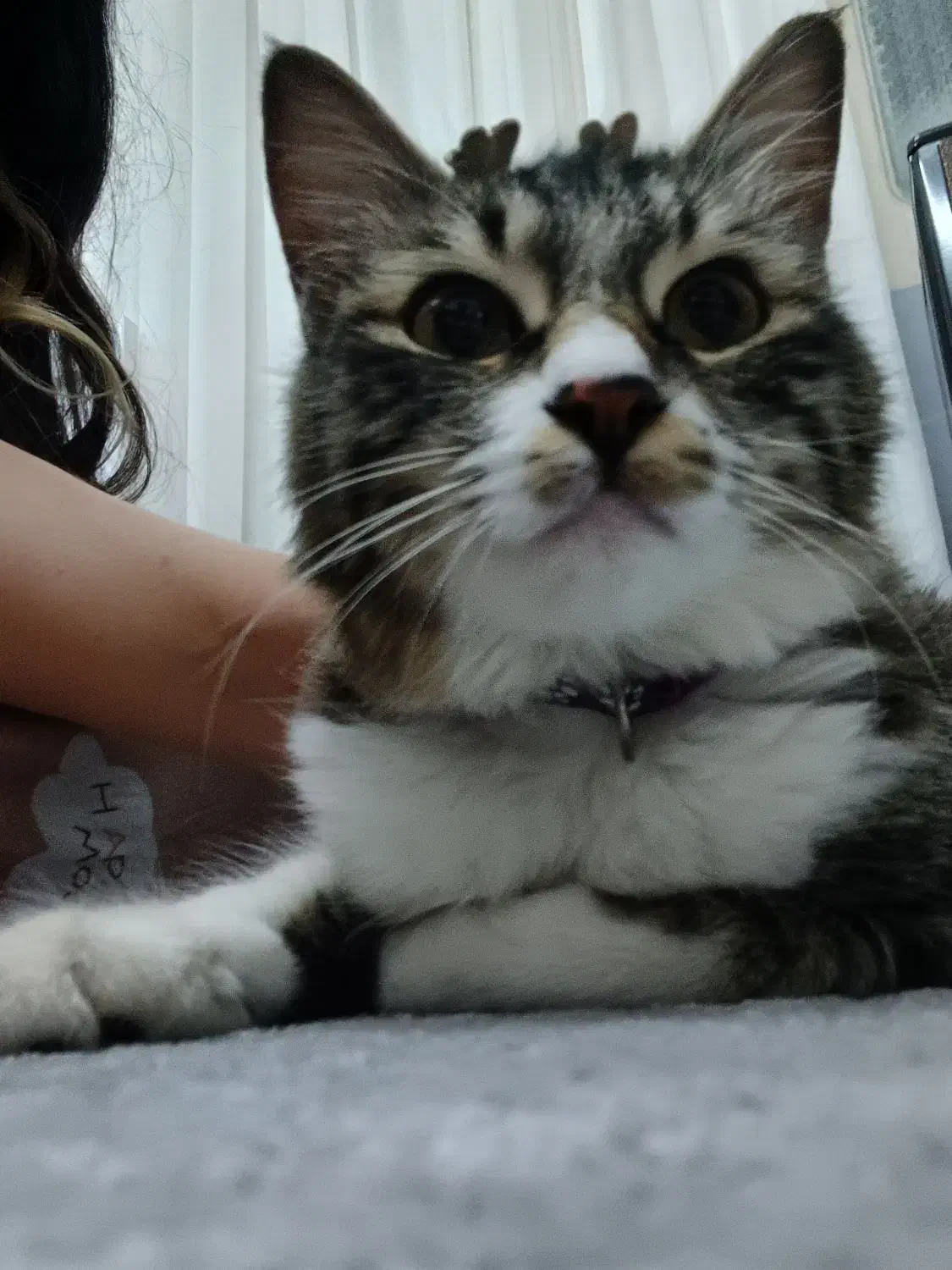 واگذاری گربهDSH|گربه|بابل, |دیوار