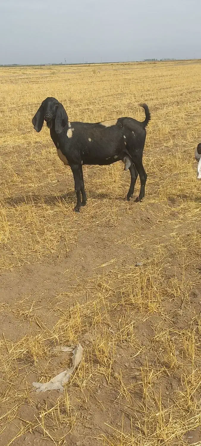 بزپاکستانی اصل ابستن|حیوانات مزرعه|هیر, |دیوار