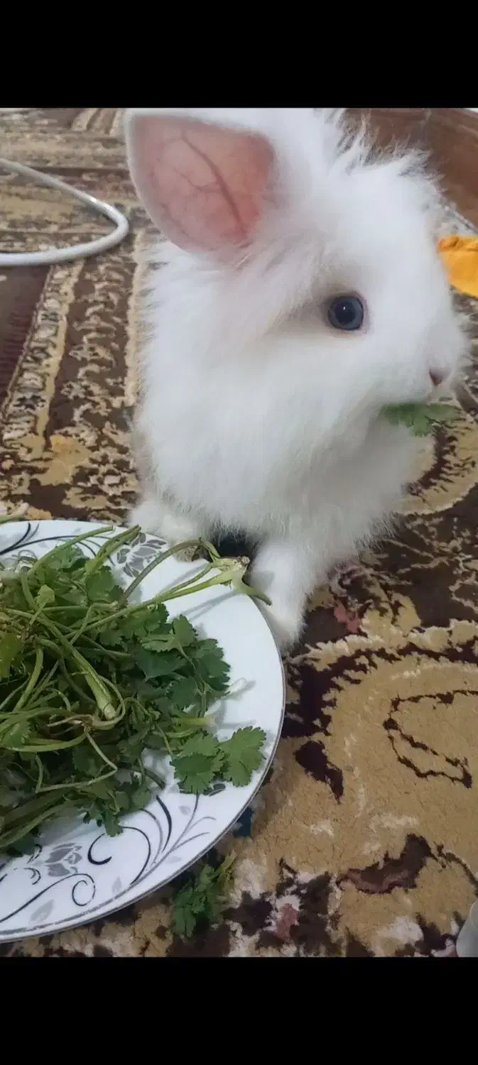 واگذاری خرگوش ریگان|موش و خرگوش|تبریز, |دیوار