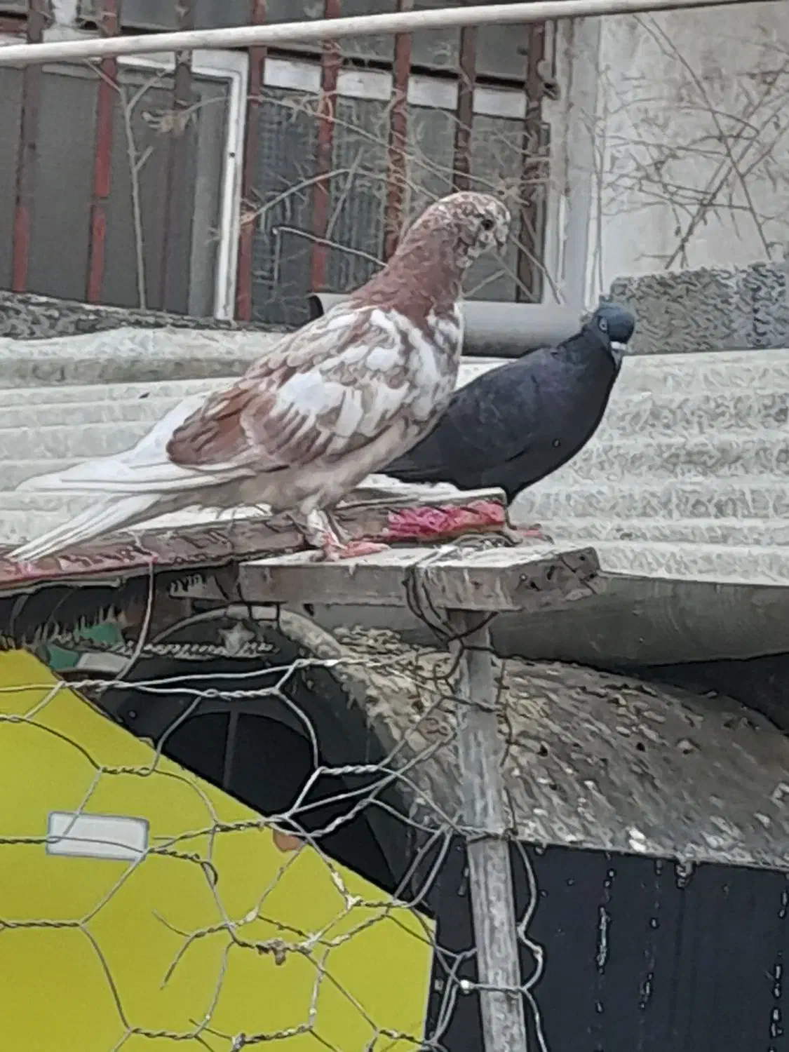 کبوتر نوک قنار جوان|پرنده|ساری, |دیوار