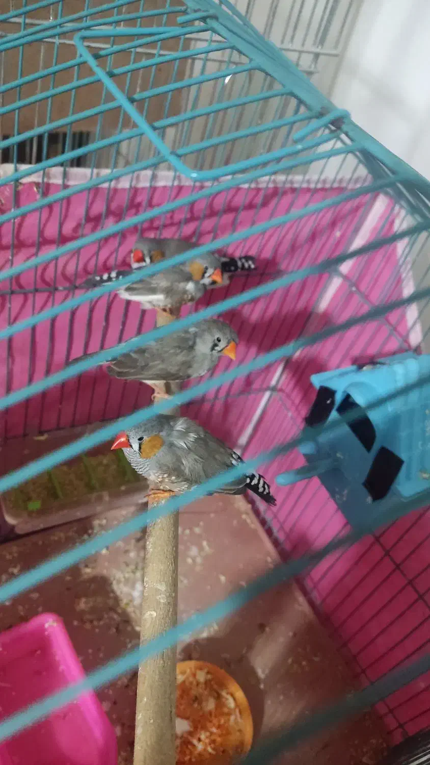 فنچ|پرنده|اصفهان, محمودیه|دیوار