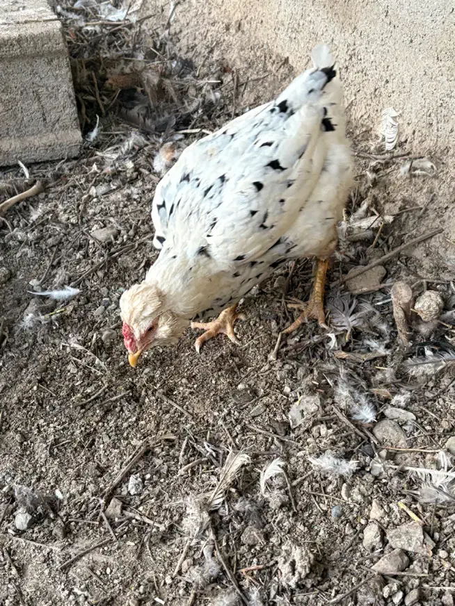 مرغ گلین|حیوانات مزرعه|کرج, شهرک نهال و بذر|دیوار