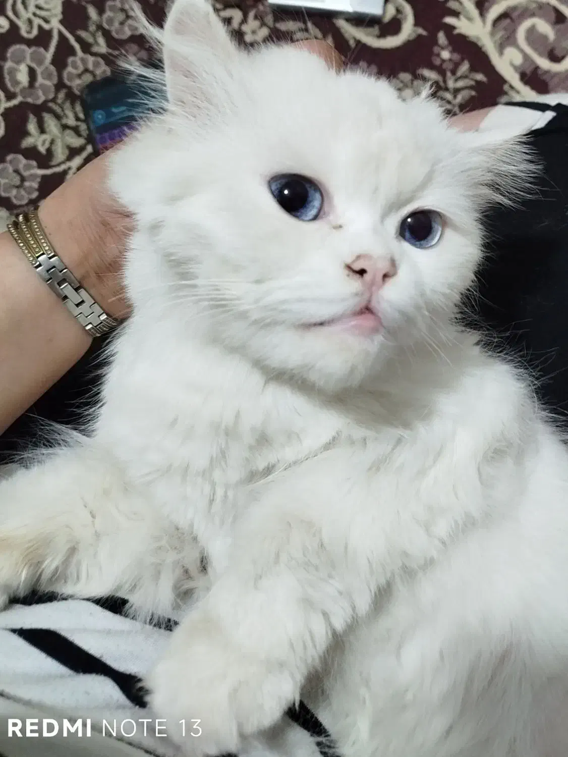 پرشین چشم آبی صورت عروسکی|گربه|سبزوار, جهاد کشاورزی|دیوار