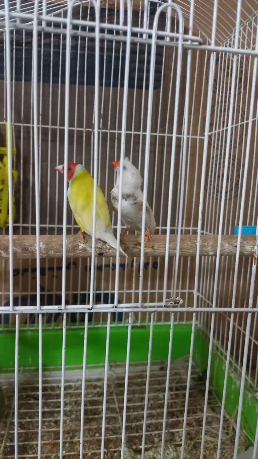 فنچ|پرنده|تربت جام, معدآباد|دیوار