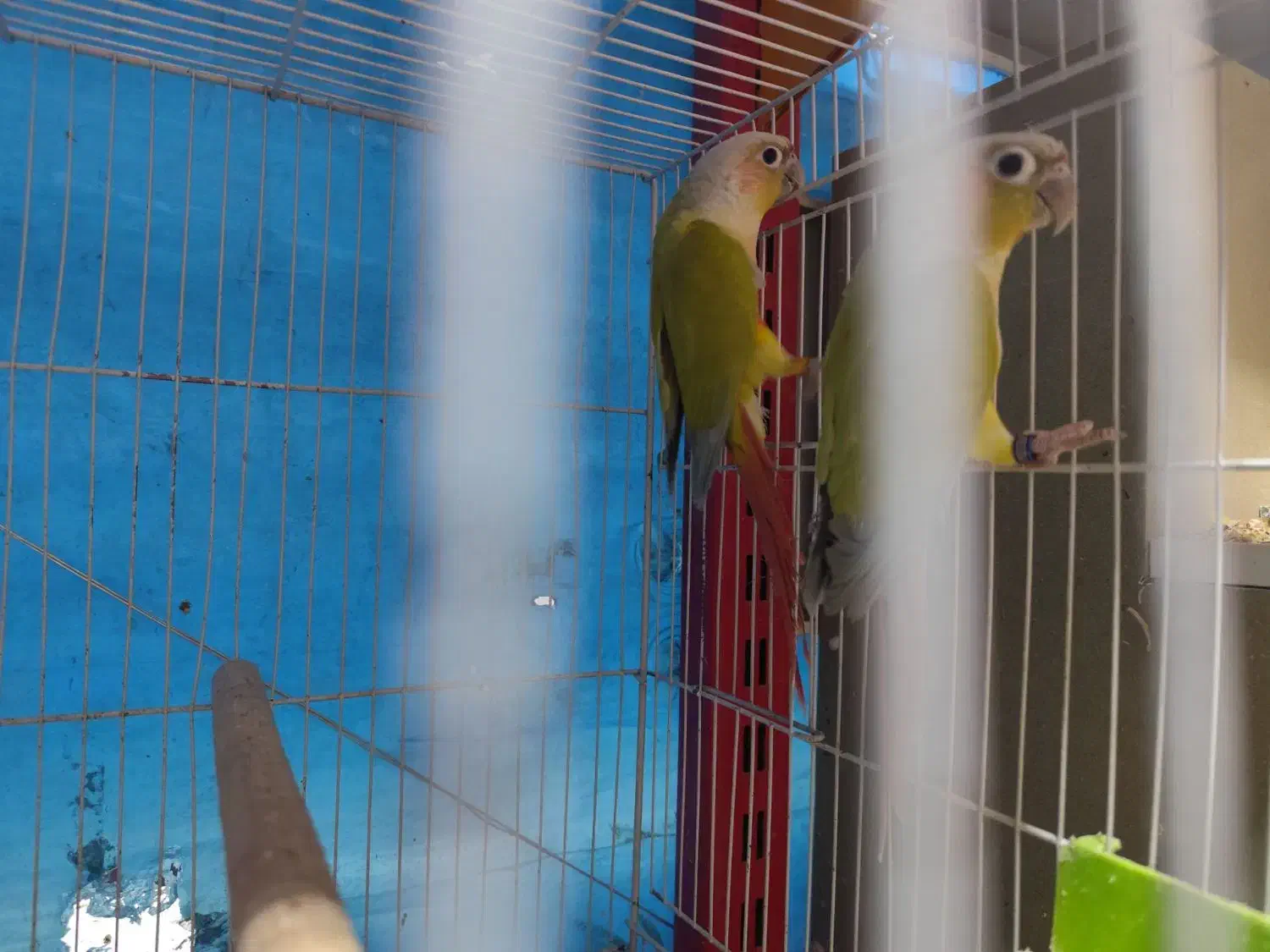 جفت های گرینچیک|پرنده|مشهد, مشکینی (شهرک غرب)|دیوار