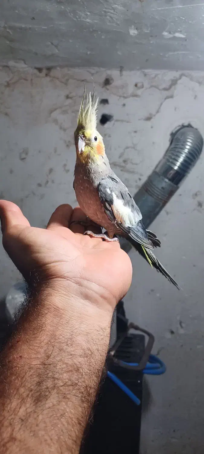 عروس هلندی نر سخنگو|پرنده|رانکوه, |دیوار