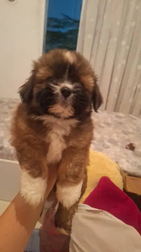 فروش سگ|سگ|تنکابن, |دیوار