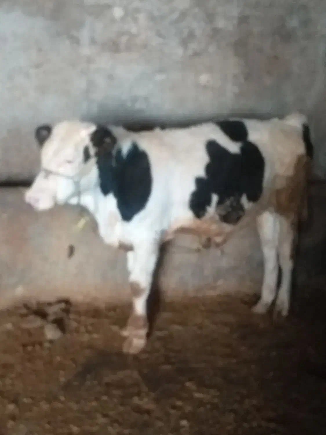 یک راس گوساله نرسیمینتال ویک راس گاوباگوساله ماده|حیوانات مزرعه|شیروان (لرستان), |دیوار